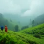 ceylon tea 90x90